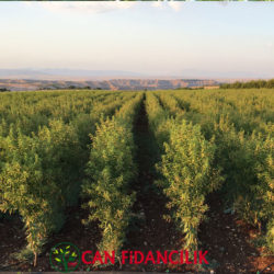 Adiyamanfidancilik-Canfidancilik-