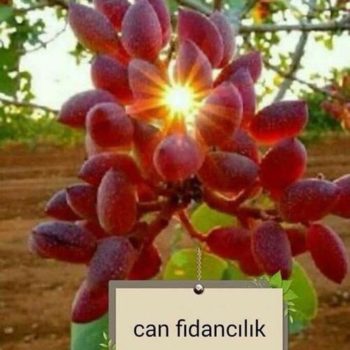 Adiyamanfidancilik-Canfidancilik- Aşılı antep fıstığı fidanı